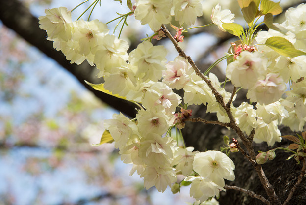 新宿御苑【桜：鬱金】3