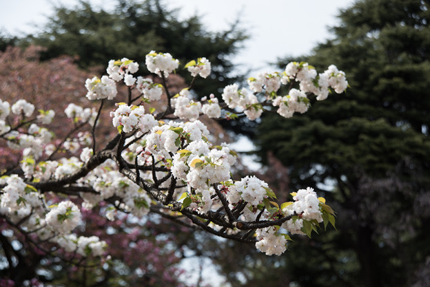 新宿御苑【桜：市原虎の尾】2