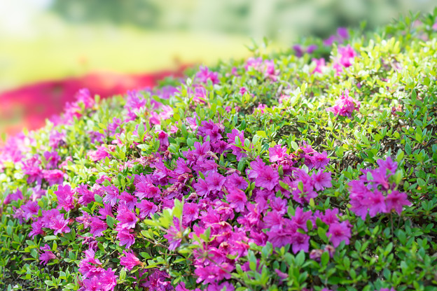 神代植物公園【つつじ園のツツジ】2