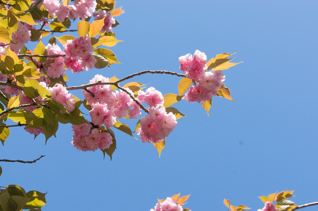 神代植物公園【桜：関山】1