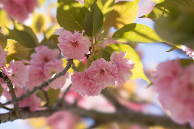 神代植物公園【桜：関山】4