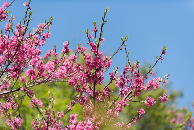 神代植物公園【ハナモモ菊桃】1