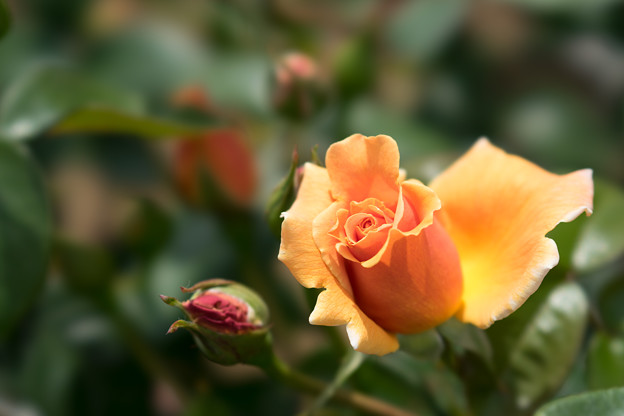 神代植物公園【薔薇：ロイヤル・サンセット】
