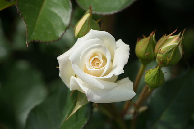神代植物公園【薔薇：銀世界】