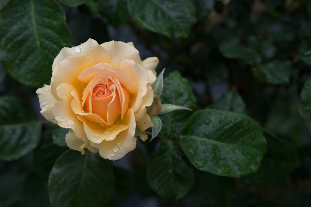 生田緑地ばら苑【薔薇：アンバークイーン】3