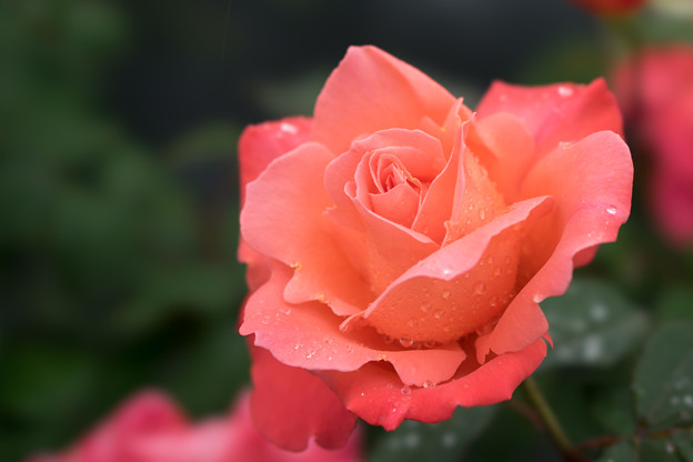 生田緑地ばら苑【薔薇：カトリーヌ・ドゥヌーブ】