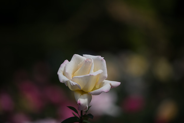 花菜ガーデン【薔薇：ガーデン・パーティ】