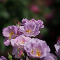 Photos: 花菜ガーデン【薔薇：ブルー・フォー・ユー】