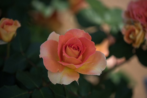 谷津バラ園【薔薇：ブラスバンド】1