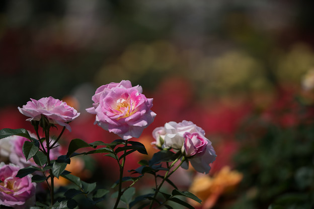 谷津バラ園【薔薇：春の舞】