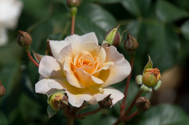 神代植物公園【薔薇：ムーン・スプライト】