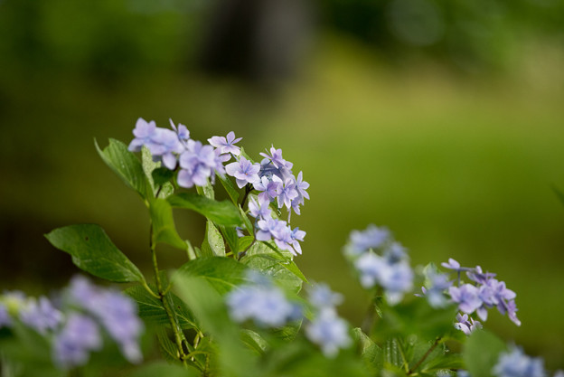 昭和記念公園【青色の額紫陽花】2