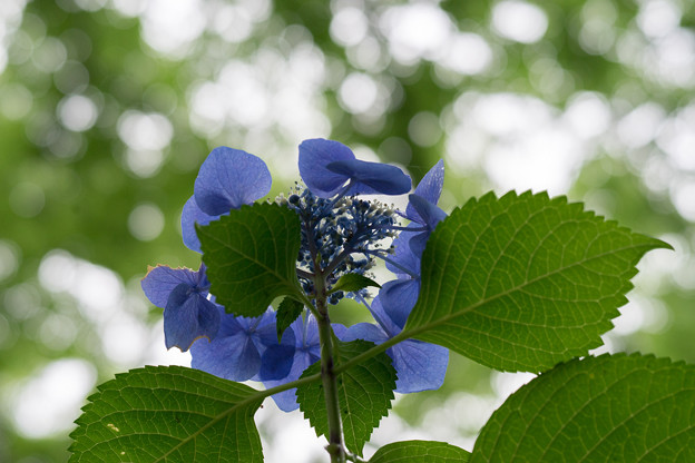 昭和記念公園【青色の額紫陽花】6