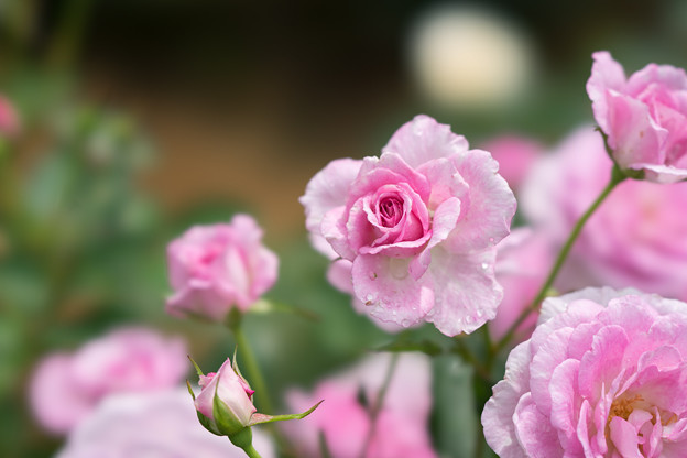 大船植物園【薔薇：コティリオン】