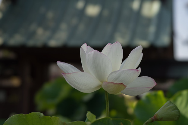 松雲山要法寺【白系の蓮】4