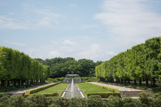 【梅雨明けの昭和記念公園】