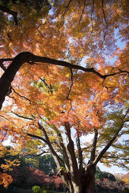 小石川後楽園【竹生島付近の紅葉】3