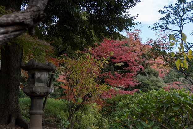 旧古河庭園【日本風の庭園】7