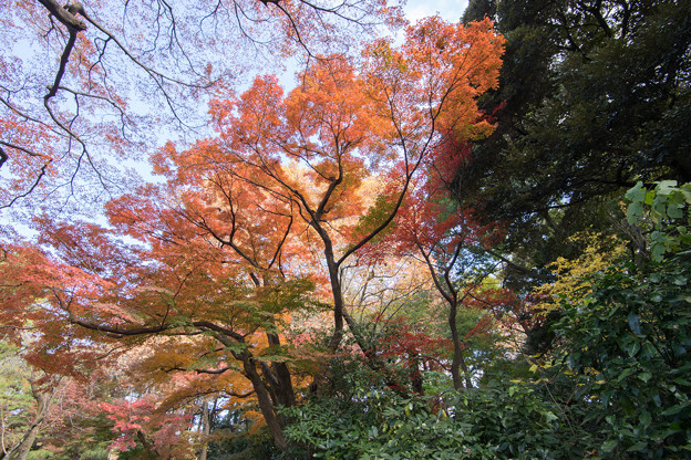 新宿御苑【下の池の紅葉】3