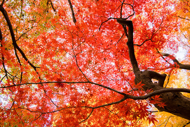 新宿御苑【新宿門あたりの紅葉】2
