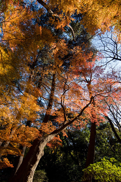 新宿御苑【モミジ山のの紅葉】3