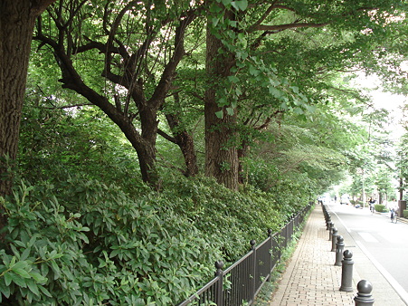 玉川上水際
