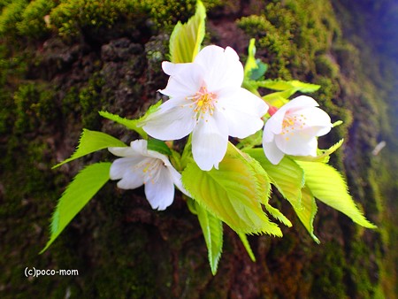 胴咲桜 P4122395
