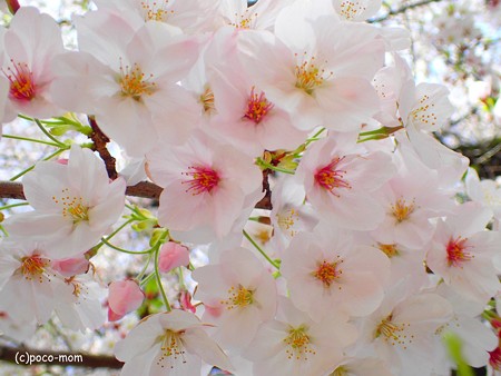 桜