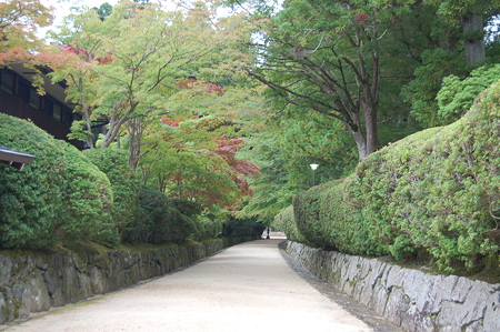 蛇腹道