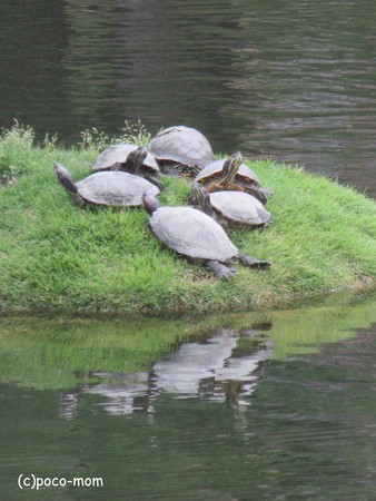 縮景園のミドリガメ IMG_1119