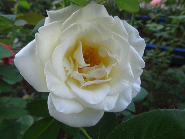 5white29091101 (1) (1280x960)