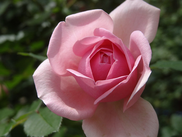 11rosep29091501 (1280x960)