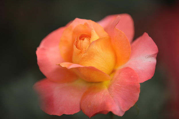 BZ花壇のバラ