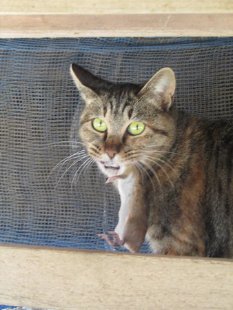 猫と鼠