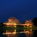 Photos: 飯給夜桜朧月