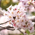Photos: 桜の季節