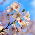 Photos: 夕暮れ桜