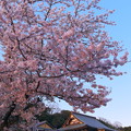 来見寺と桜