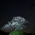 夜桜と北天の星々