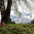 地蔵桜と残雪の武尊