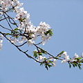 Photos: 奥会津に桜咲く