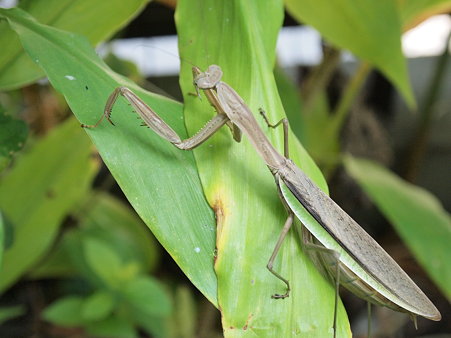 お腹の大きなカマキリ