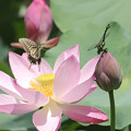 8aIMG_7832