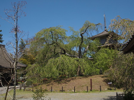 P4280077