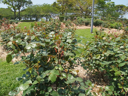 P4300373