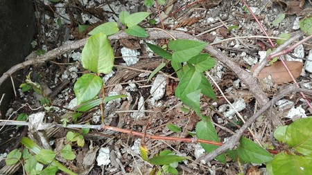IMG_20170507_102706