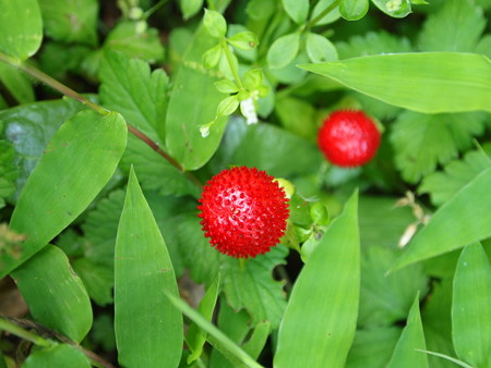 P6142004