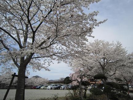 桜の季節に