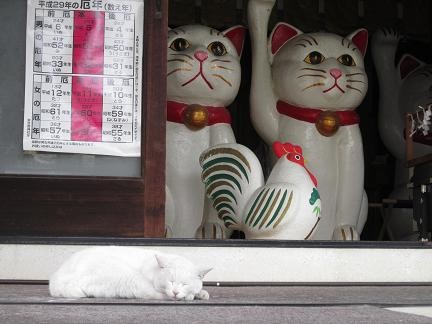 今戸神社にて