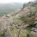 Photos: 奥山半僧坊の桜 　　雨上がりにしっとり
